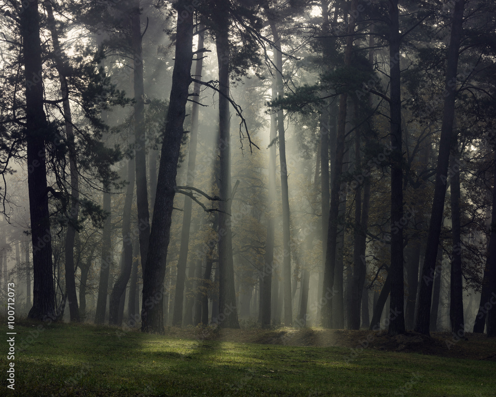 Wall mural Misty autumn forest with pine trees