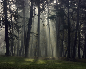Misty autumn forest with pine trees