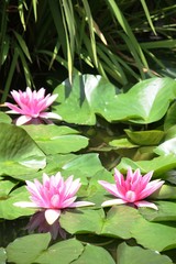 Pink water lilies at Isola Madre, Italy 