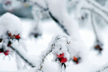 Red berries of wild rose covered with snow