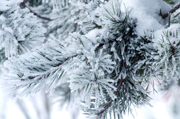 Pine branches covered with snow and frost