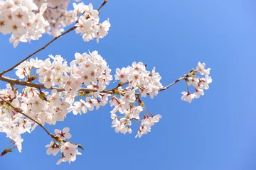Fotobehang Kersenbloesem Japanse kersenbloesems