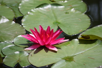 Red water lily at Isola Madre, Italy 