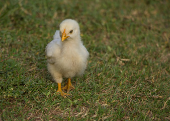 yellow chick on green grass