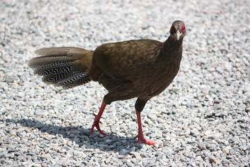 Female Silver Pheasant Lophura nycthemera on the Isola Madre Italy 
