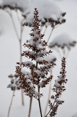 Verblühte Blumen / Pflanzen im Garten schneebedeckt