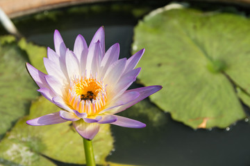 Closeup of the purple lotus in the pound