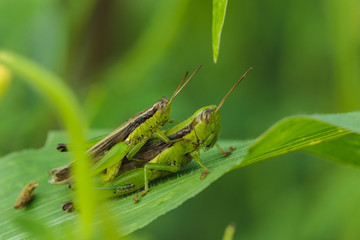 Grasshopper green Are mating on the green leaves