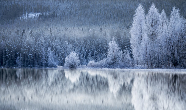 Fototapeta Forest reflected in frozen lake