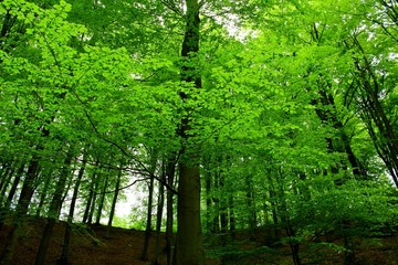 Obraz premium Beech treetops at springtime