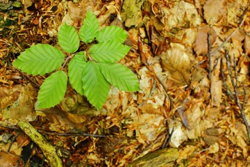 New beginning. Little beech tree comming up of the woodland floor.