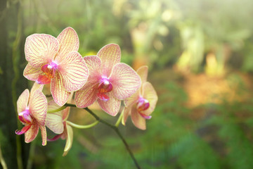 Colorful fully grown orchids in greenhouse