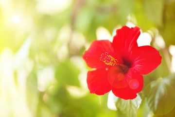 Beautiful hibiscus flower on nature background © Africa Studio