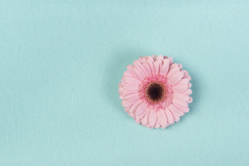 Różowy kwiat gerbera na turkusowym tle - obrazy, fototapety, plakaty
