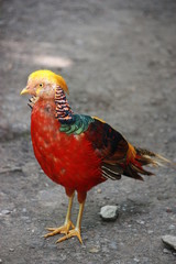 Portrait golden pheasant