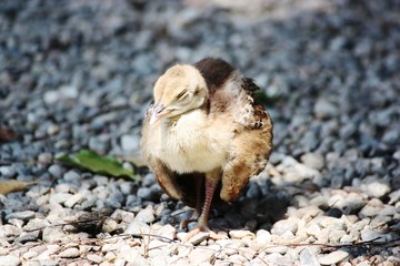Peacock Chick in spring on the Isola Madre, Italy 