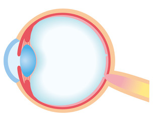 目の構造　断面図