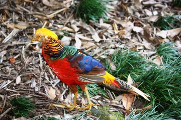 male golden pheasant in the park
