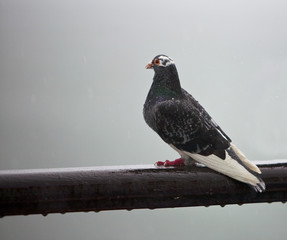 Raining on a Pigeon. Apigeon sits very patiently in a sudden summer downpour as it gets very wet.