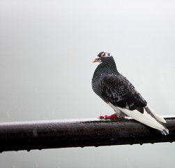 Raining on a Pigeon. Apigeon sits very patiently in a sudden summer downpour as it gets very wet....