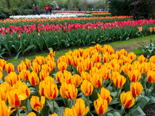 Beds of tulips in orange, red and white in Keukenhof Park, the Garden of Europe in Lisse,  Netherlands
