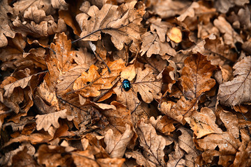 Beetle on leaves