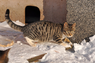 tabby Cat in the snow