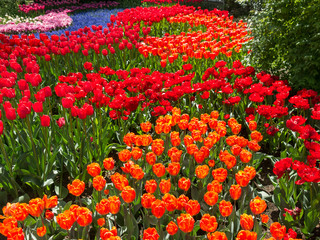 Field of red and orange tulips in Keukenhof Park in Lisse, Holland, Netherlands