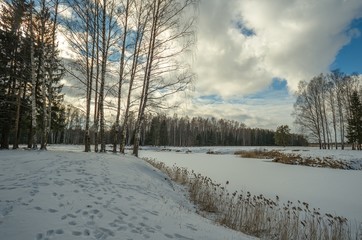 Winter snowy forest in the vicinity of St. Petersburg
