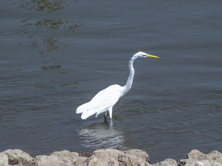 White Egret