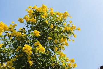 yellow Bougainvillea flowers