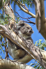Koala (Phascolarctos cinereus)
