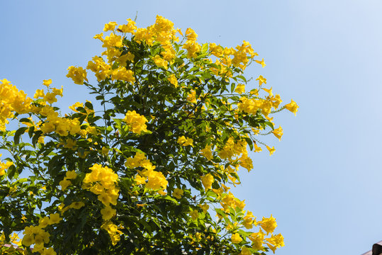 Yellow Bougainvillea Flowers