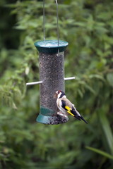 Un uccello colorato alla mangiatoia