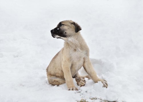 Yavru Kangal K&ouml;peği