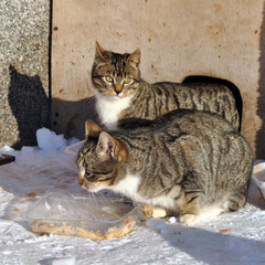 cat is eating in the snow