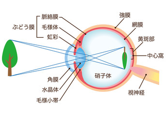 目の構造　断面図