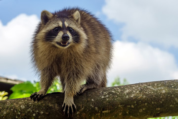 A raccoon walking on tree branch during a fine sunny day