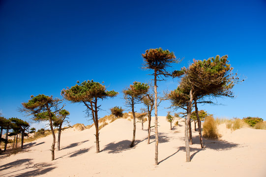 Sand dunes and pine trees of Formby beach near Liverpool, the North West Coast of England