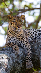 Leopard is lying on a tree. National Park. Kenya. Tanzania. Maasai Mara. Serengeti. An excellent illustration
