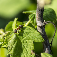 Ant on green sheet of the currant