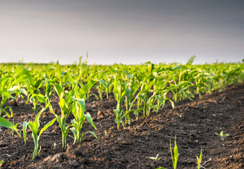 corn field in spring
