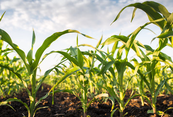 corn field in spring