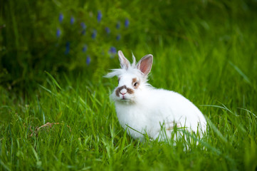 White baby rabbit with brown spots on a green meadow