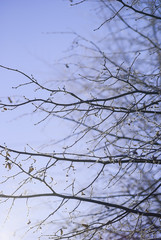 Frozen branch of bird cherry covered with frost at cold winter day against blue sky background