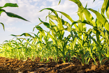 corn field in spring