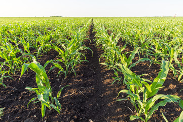 Naklejka premium corn field in spring