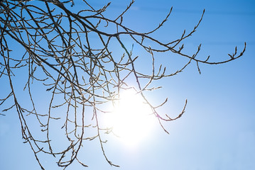 Poplar branches against bright winter sun on a cold day of midwinter