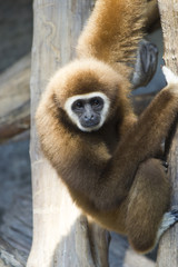 Fototapeta premium Monkeys in a zoo