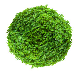Fresh ball shaped bush isolated on white background